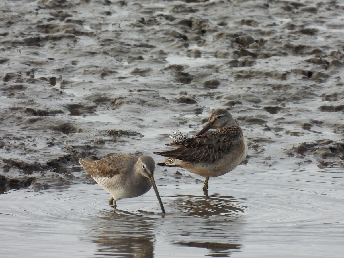 Long-billed Dowitcher - ML646222589