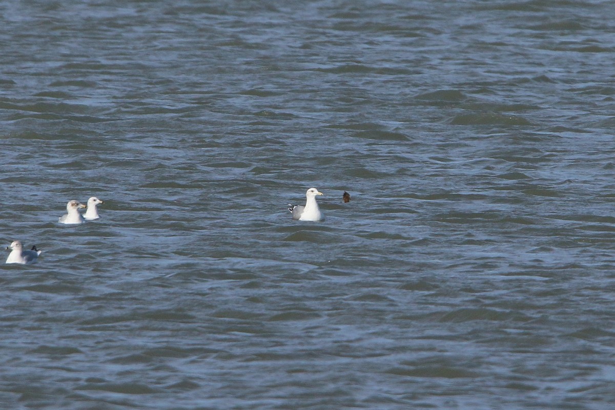 California Gull - ML646222590
