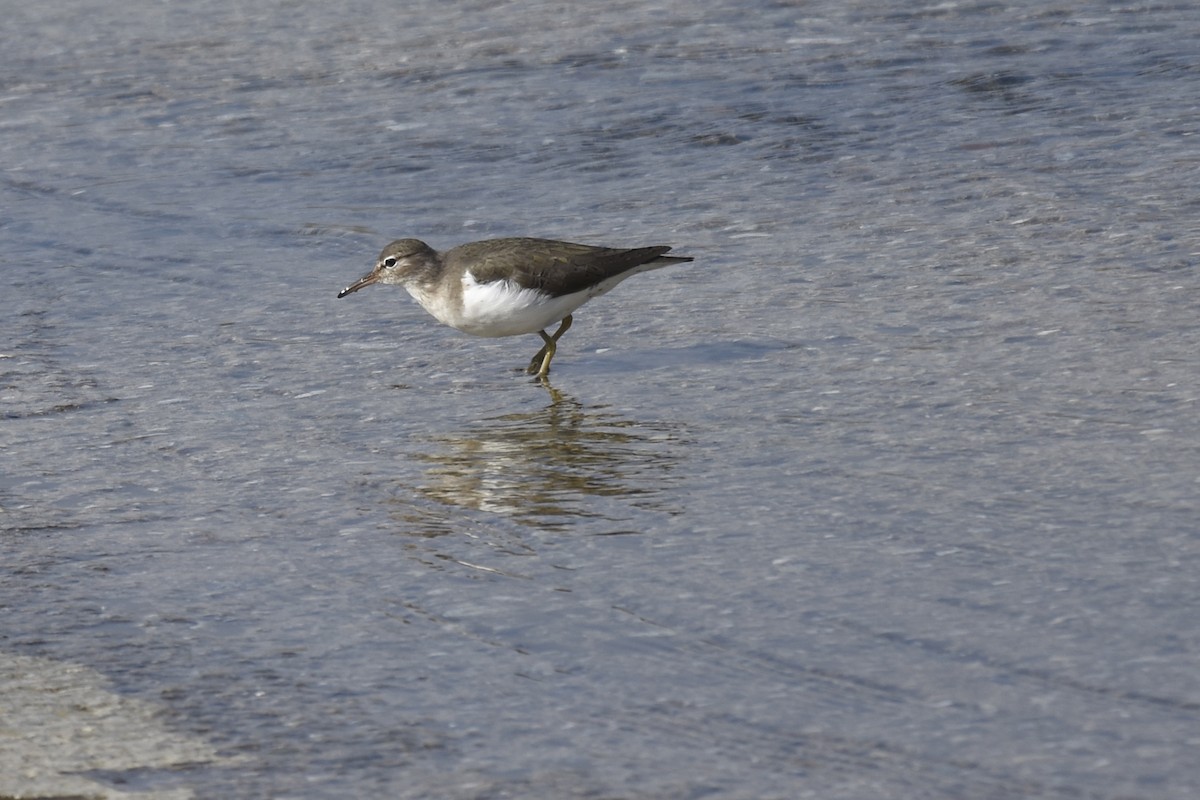Spotted Sandpiper - ML646222591