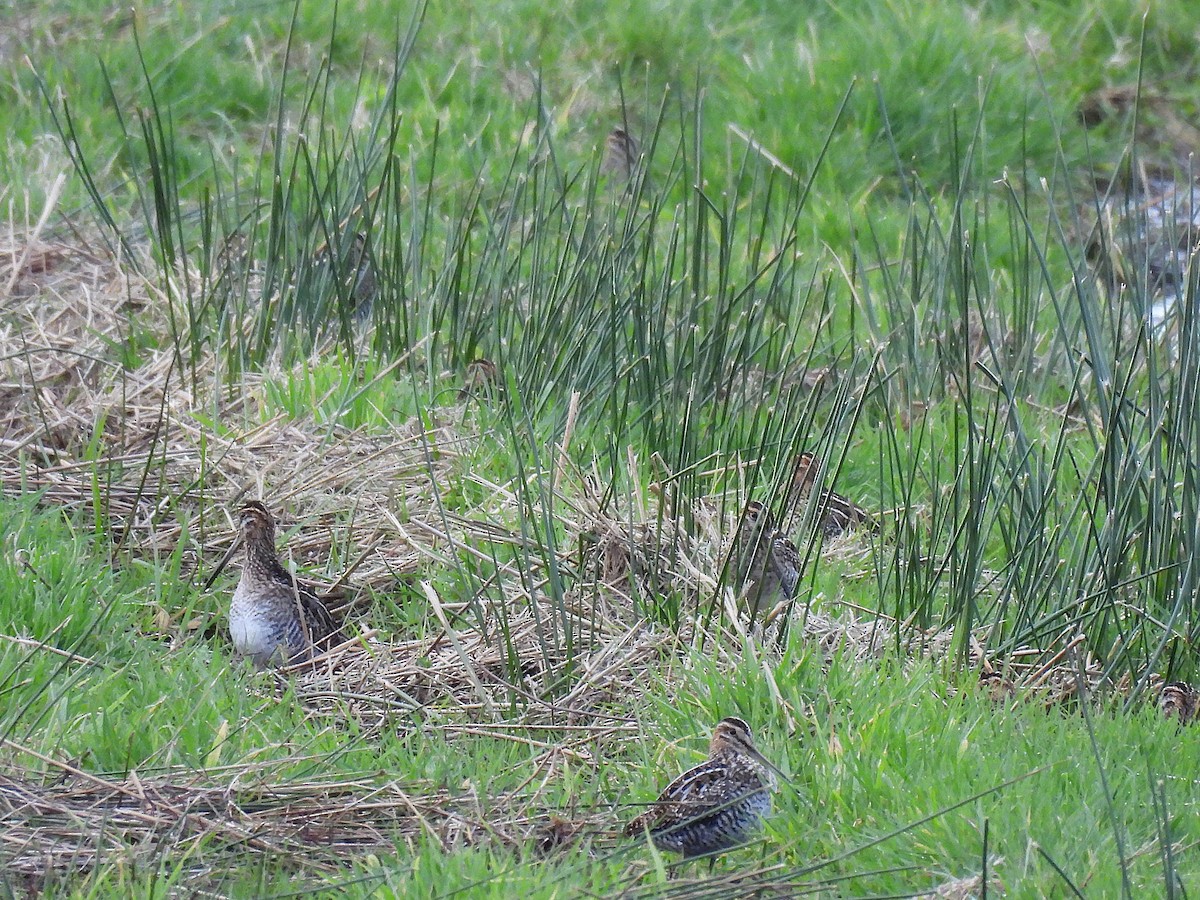 Wilson's Snipe - ML646222592