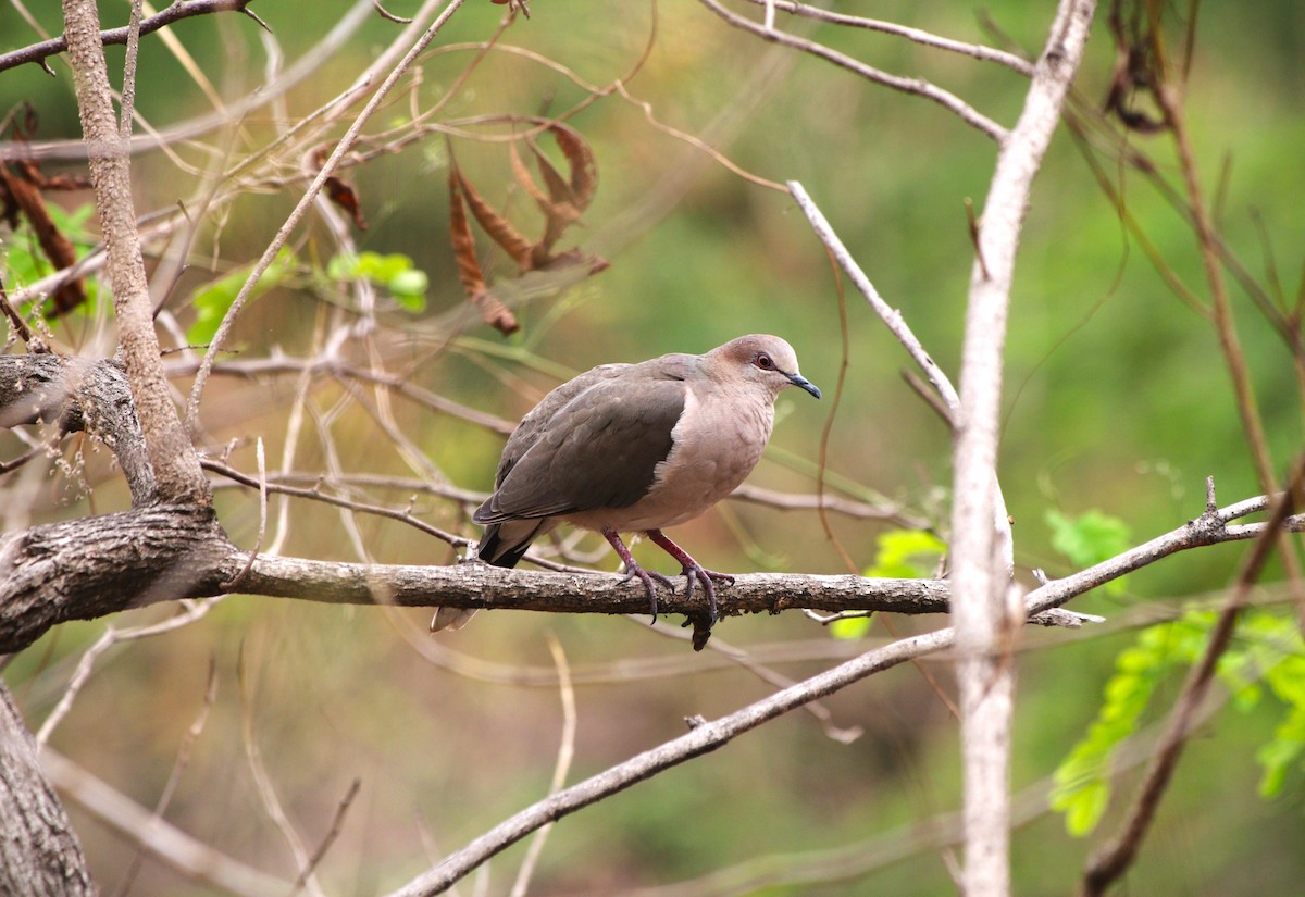 White-tipped Dove - ML646222593