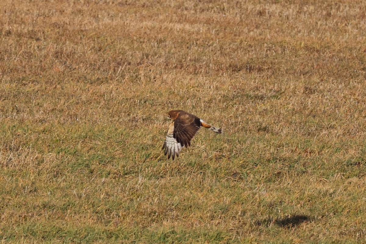 Northern Harrier - ML646222594