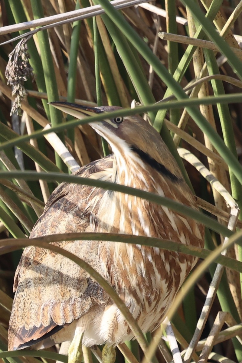 Американская выпь - ML646222595