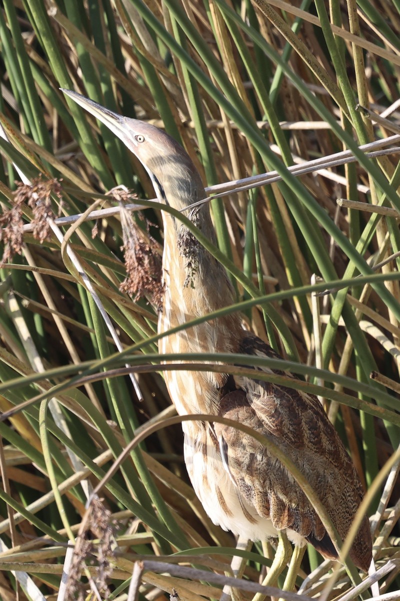 Американская выпь - ML646222596