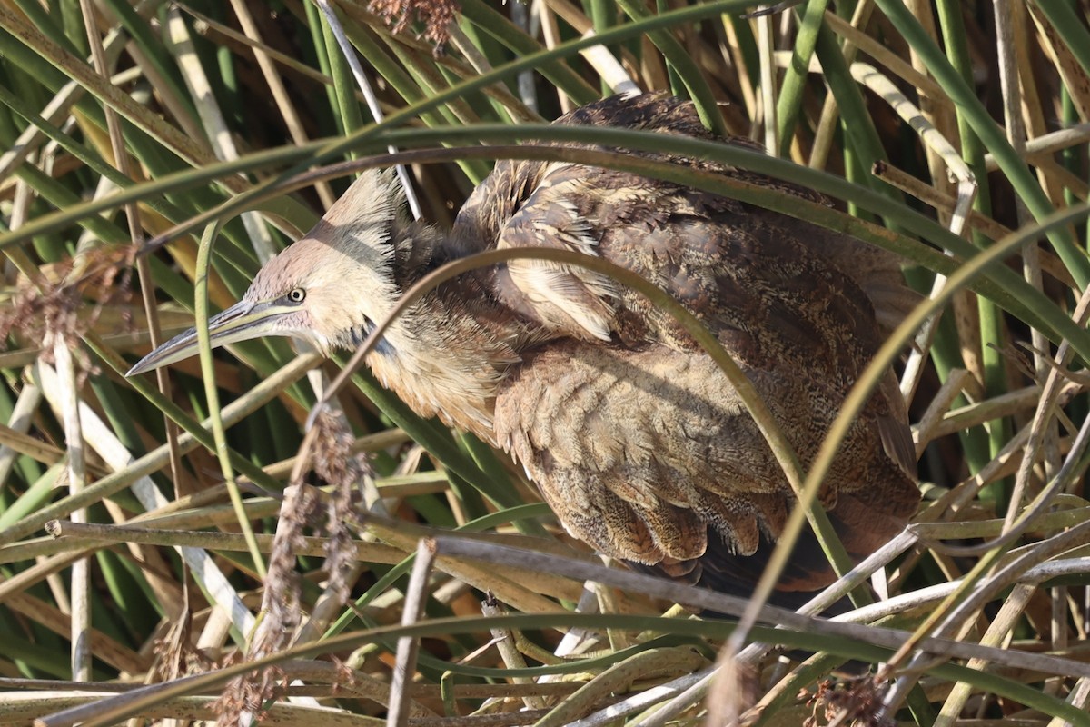 Американская выпь - ML646222597