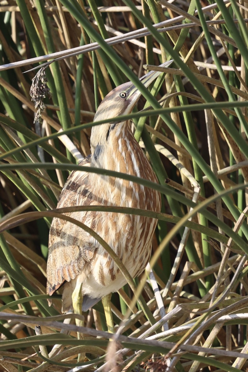 Американская выпь - ML646222598