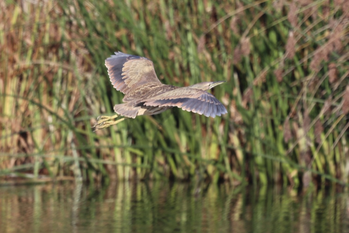 Американская выпь - ML646222599