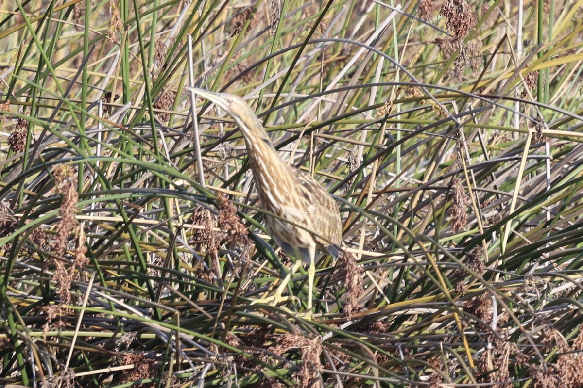 Американская выпь - ML646222600