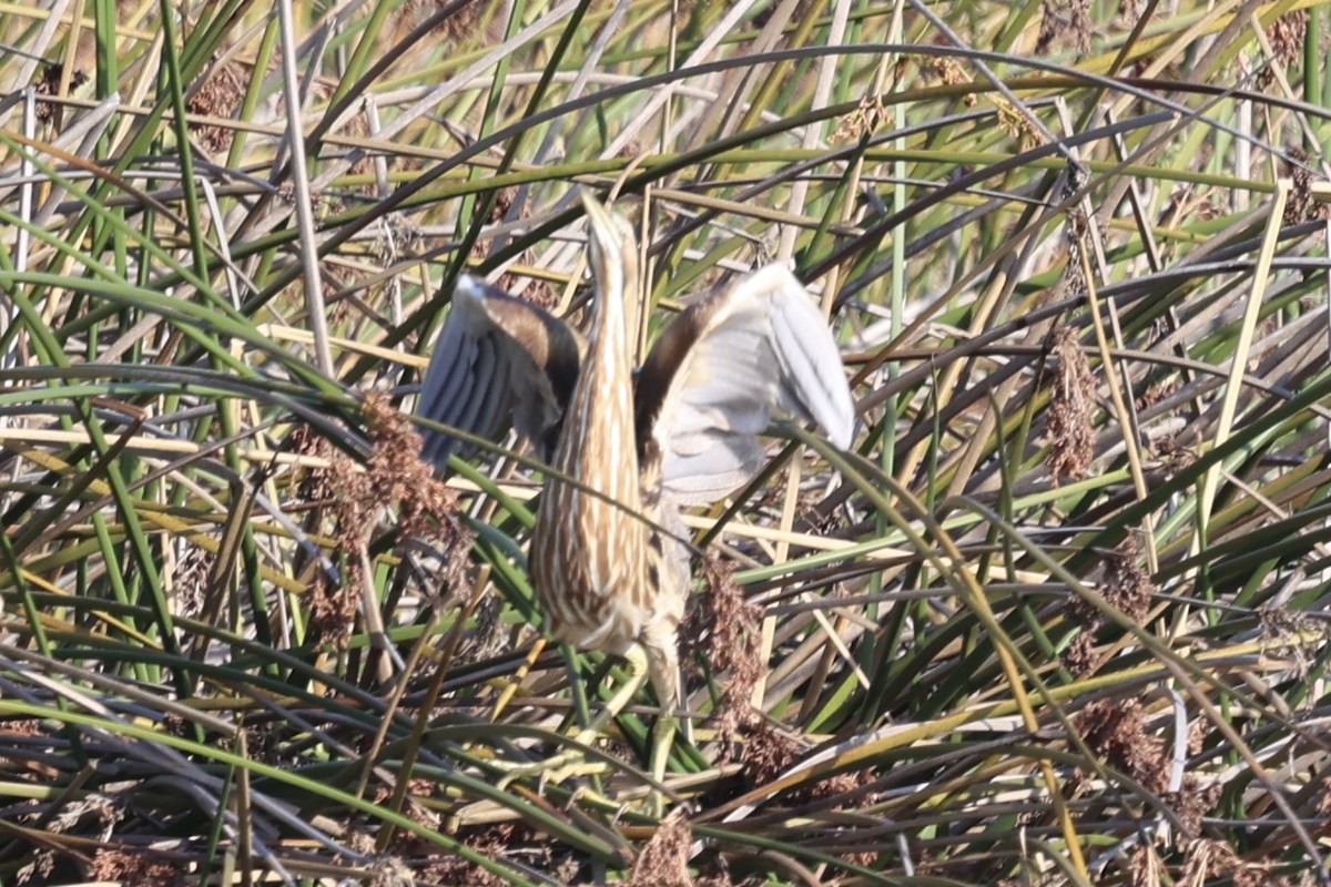 Американская выпь - ML646222601