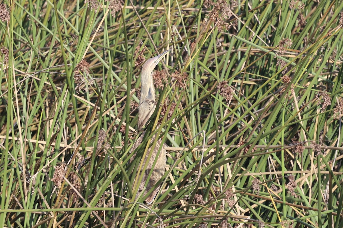 Американская выпь - ML646222602