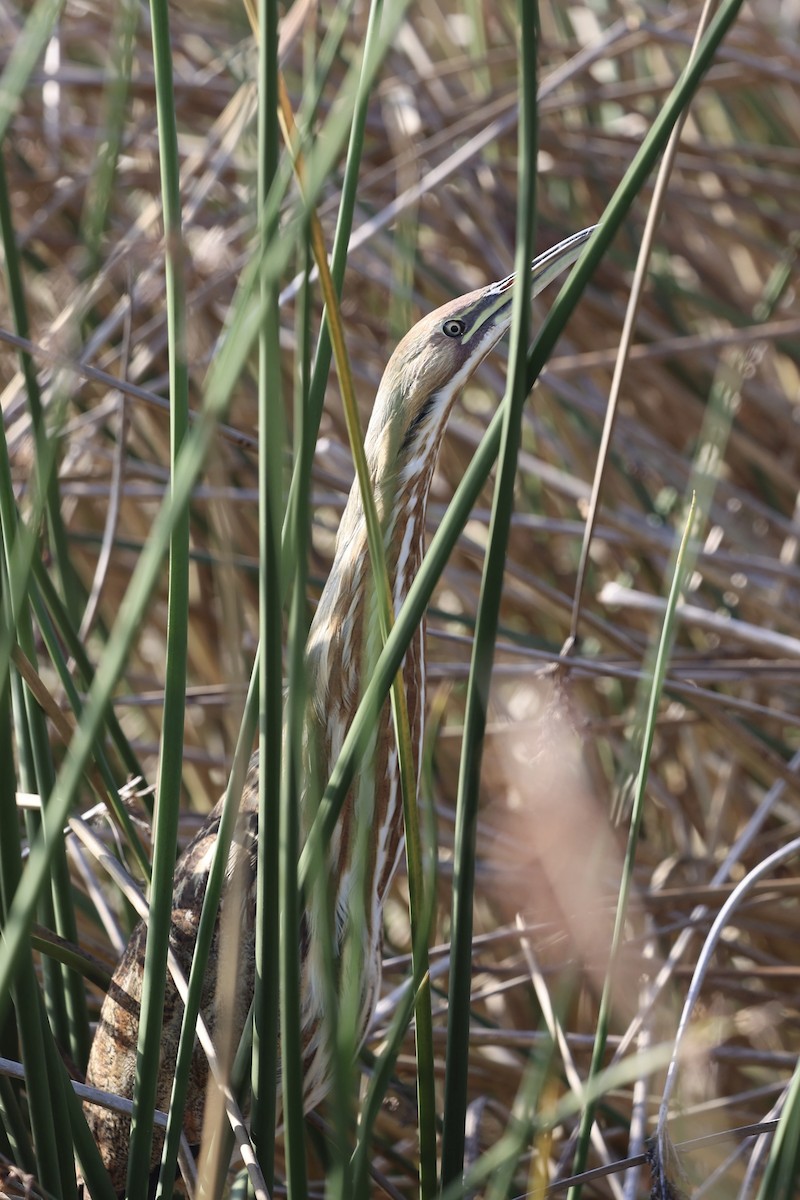 Американская выпь - ML646222603