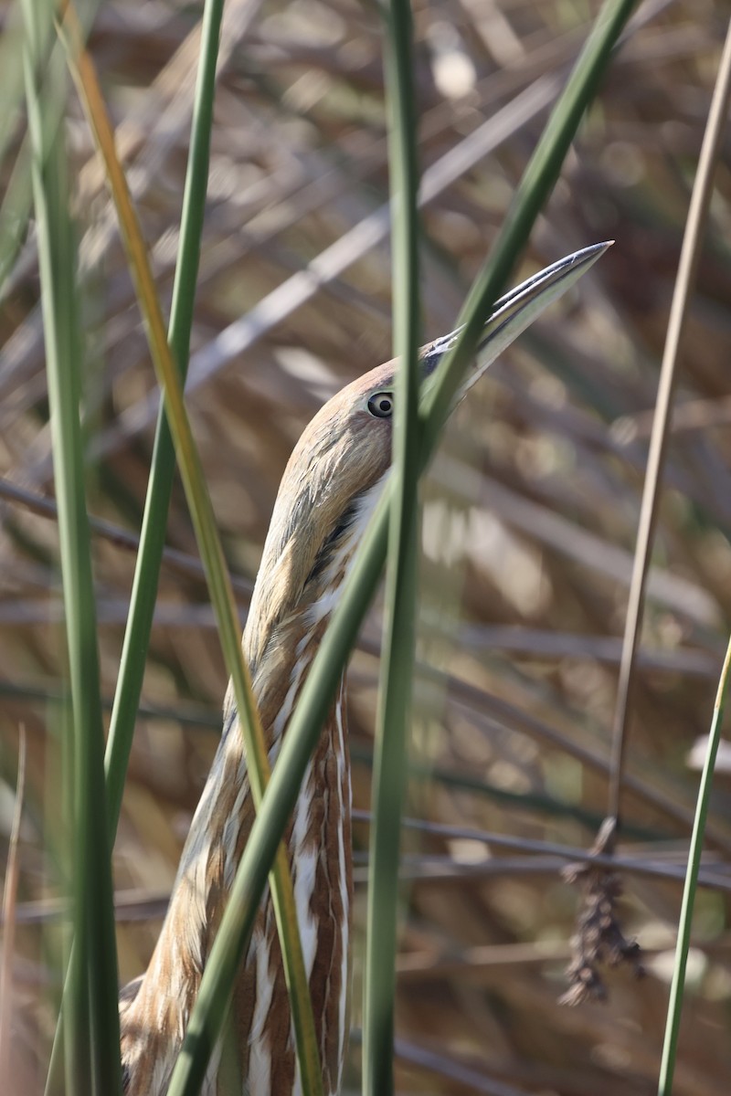 Американская выпь - ML646222604