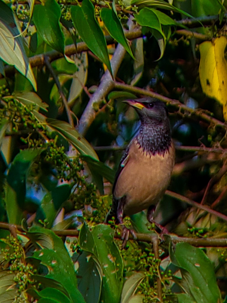 Rosy Starling - ML646222606