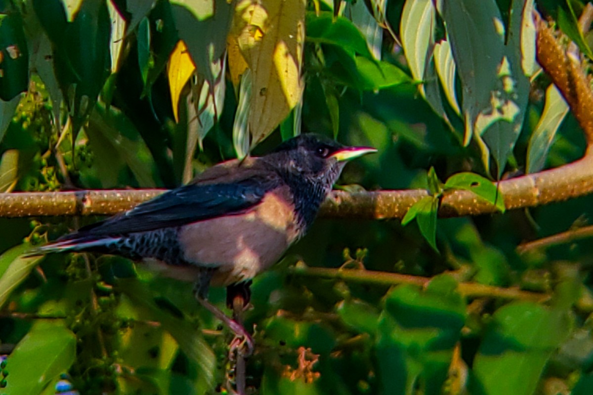 Rosy Starling - ML646222607