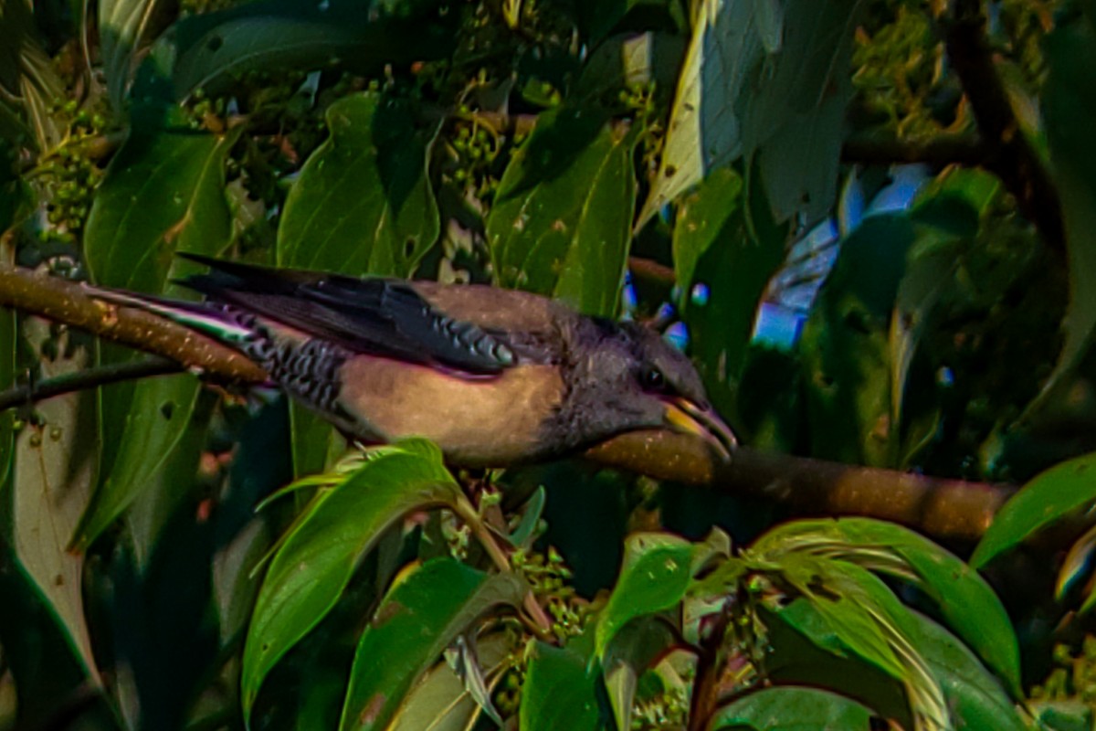 Rosy Starling - ML646222608