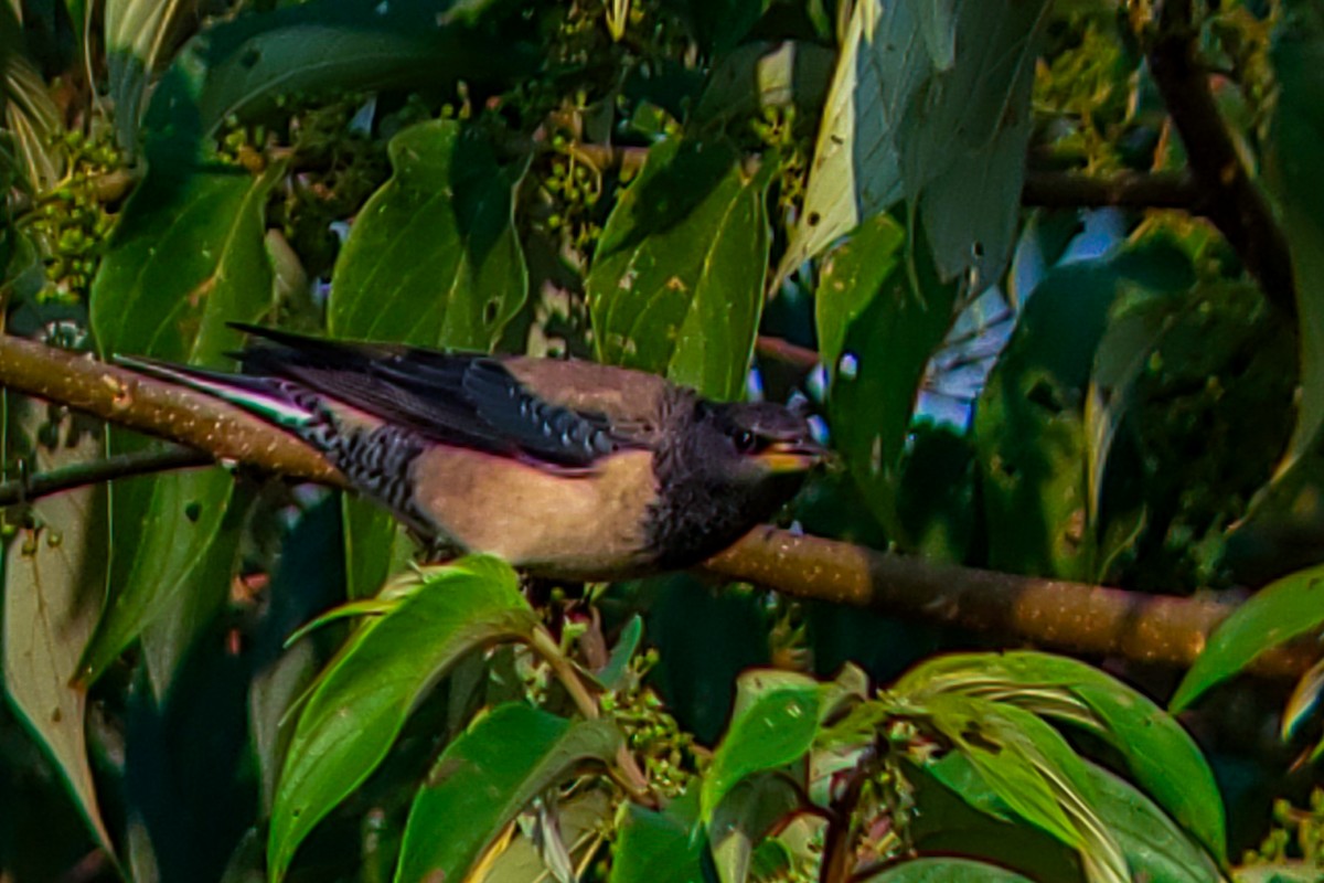 Rosy Starling - ML646222609