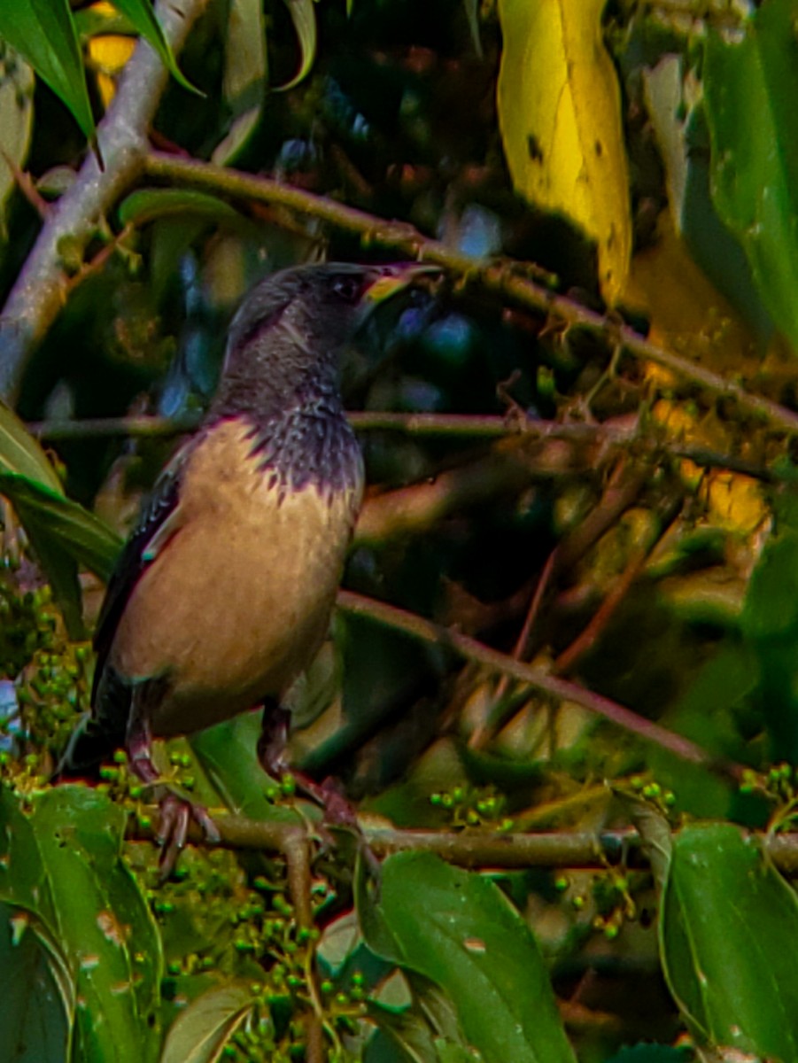 Rosy Starling - ML646222610