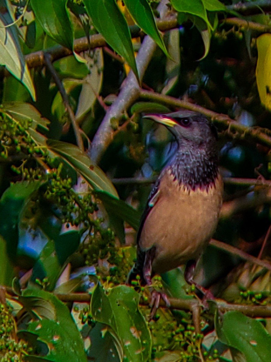 Rosy Starling - ML646222611