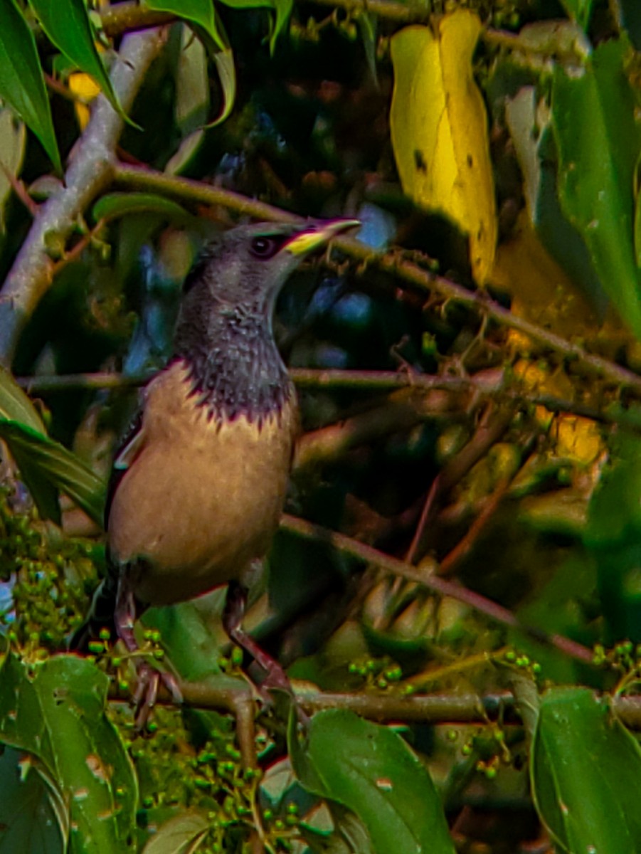 Rosy Starling - ML646222612