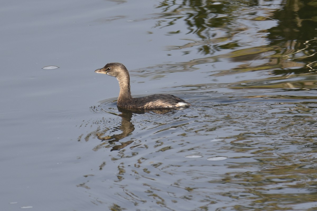 Pied-billed Grebe - ML646222613