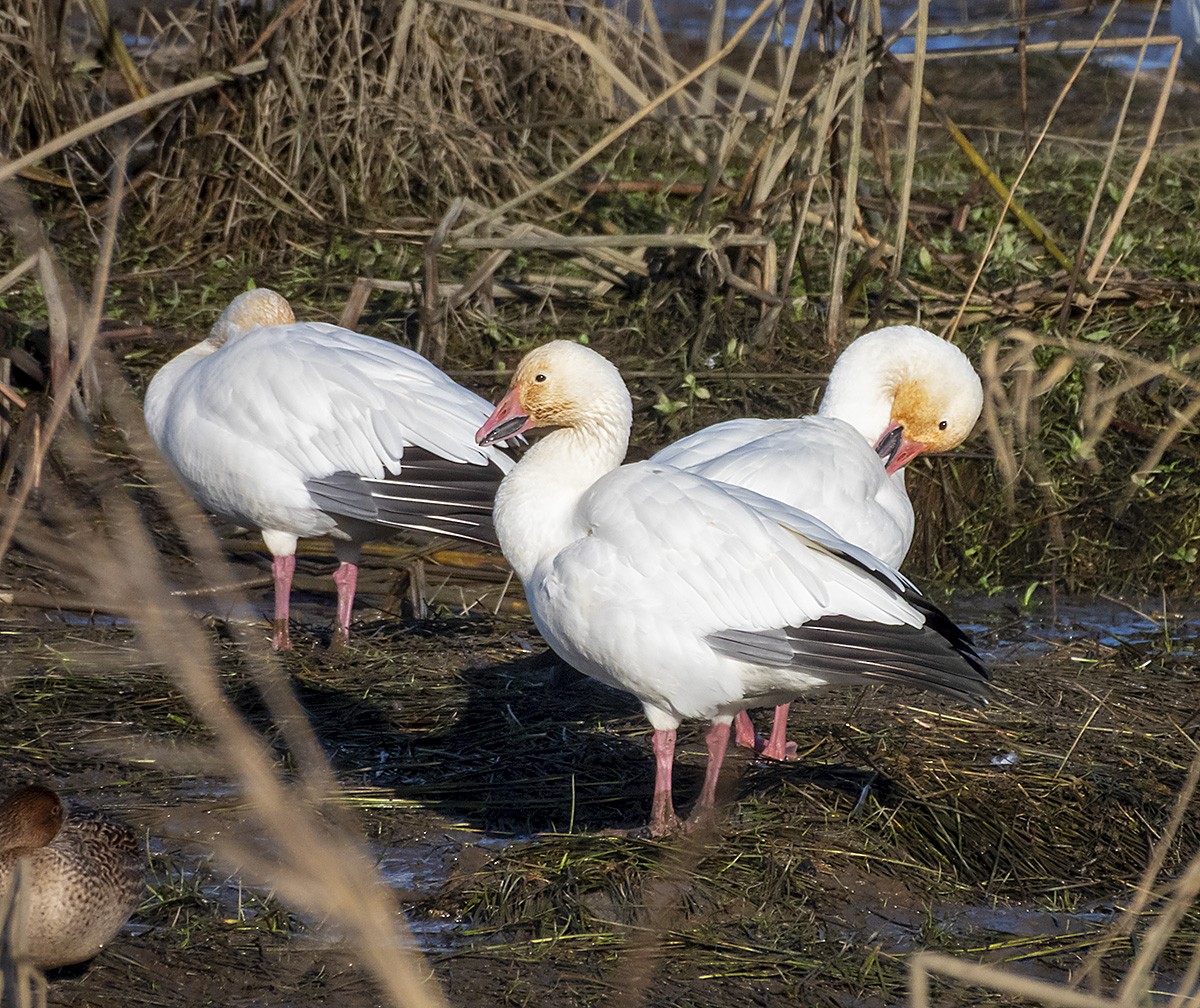 Snow Goose - ML646222614
