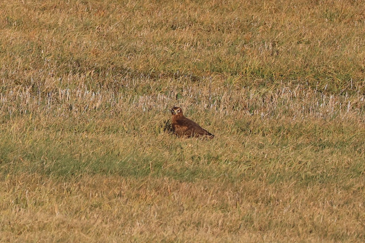 Northern Harrier - ML646222616