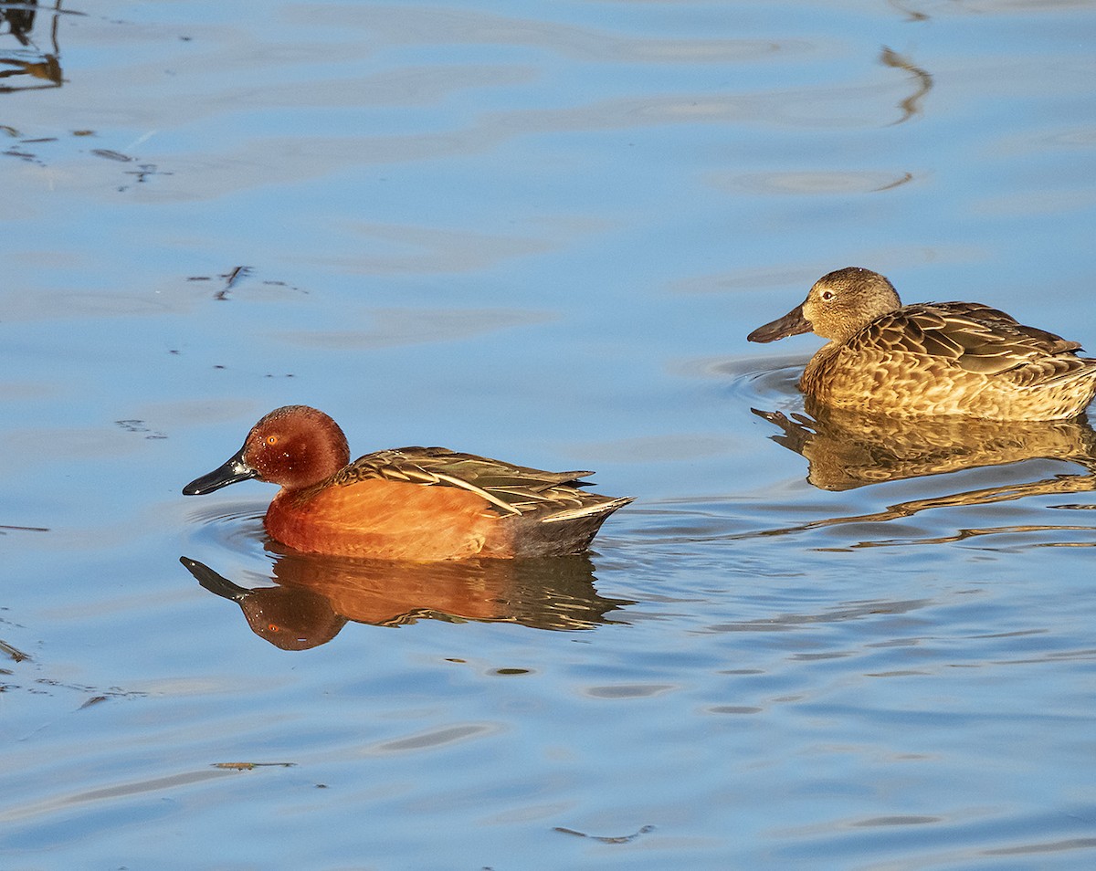 Cinnamon Teal - ML646222617