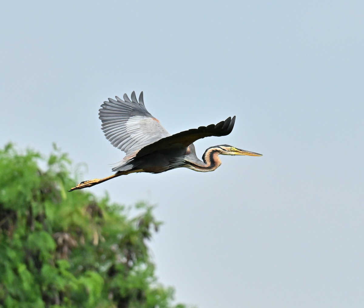 Purple Heron - ML646222618
