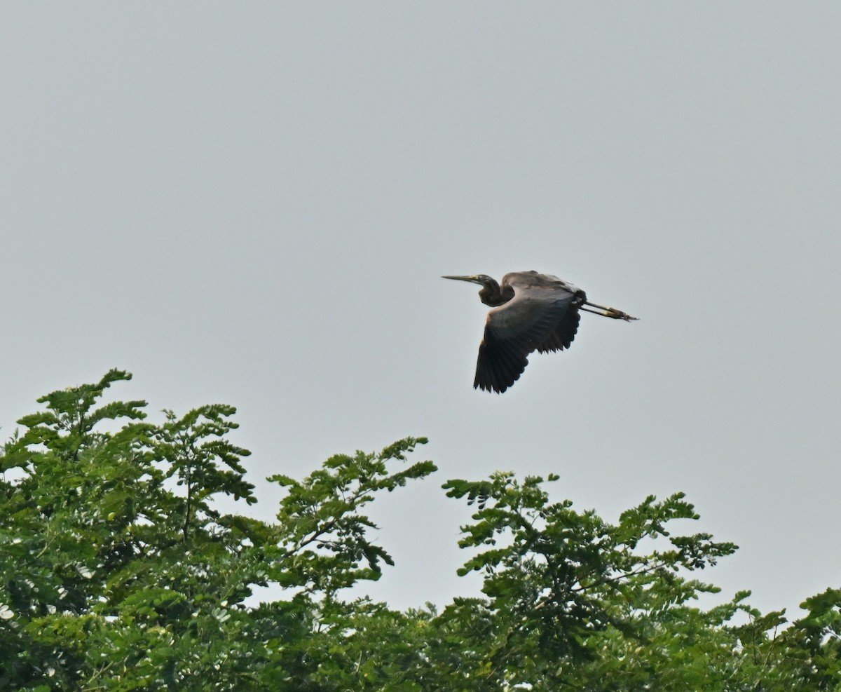 Purple Heron - ML646222619