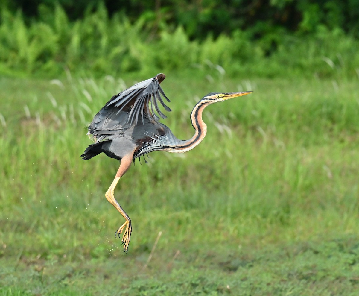 Purple Heron - ML646222620