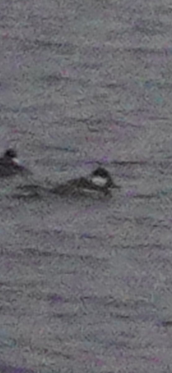 Ruddy Duck - ML646222621