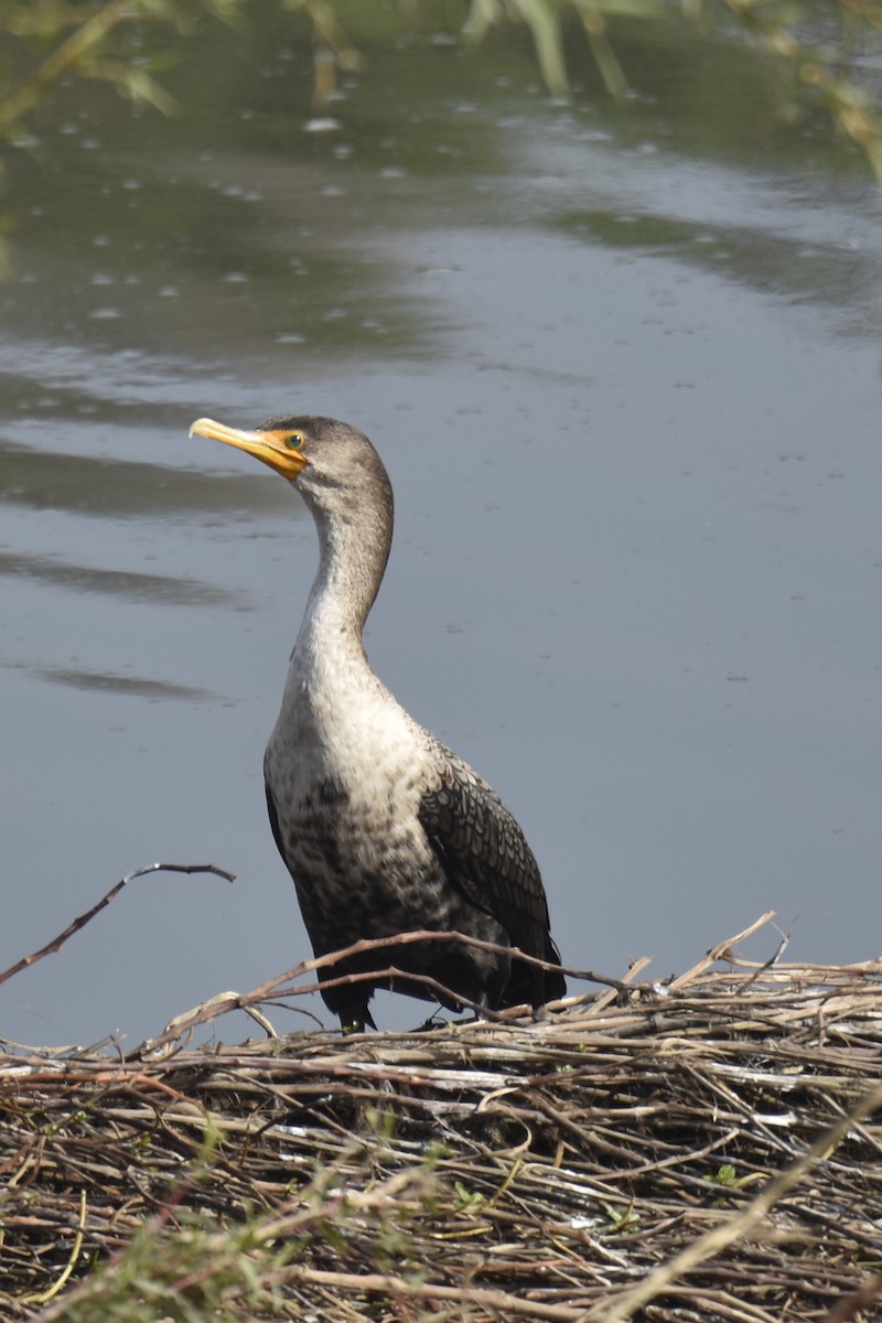 Ушастый баклан - ML646222623