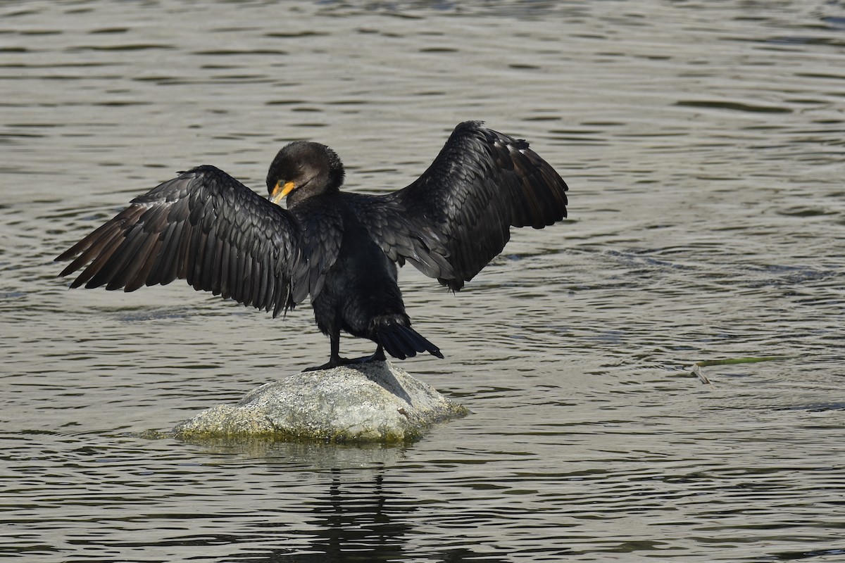 Ушастый баклан - ML646222624