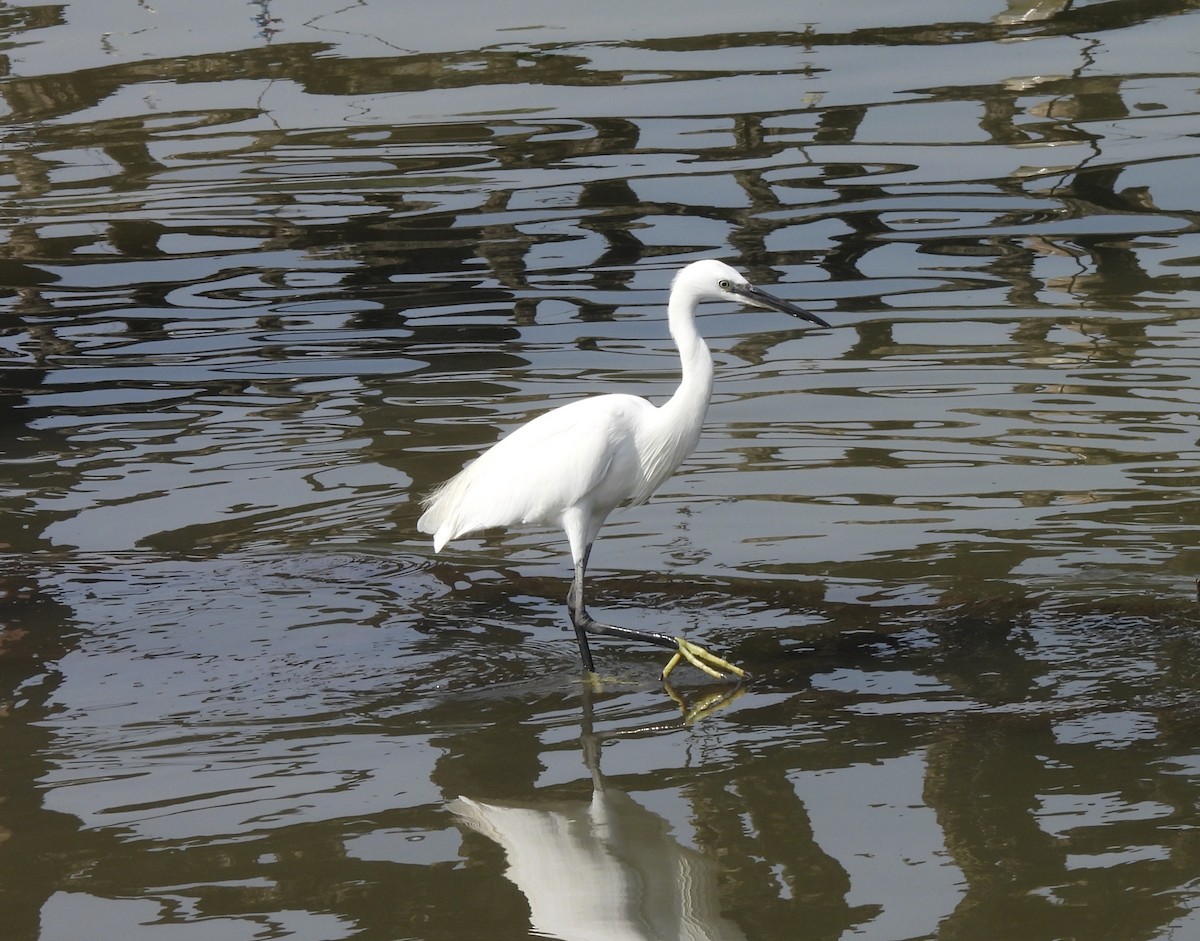 Little Egret - ML646222625