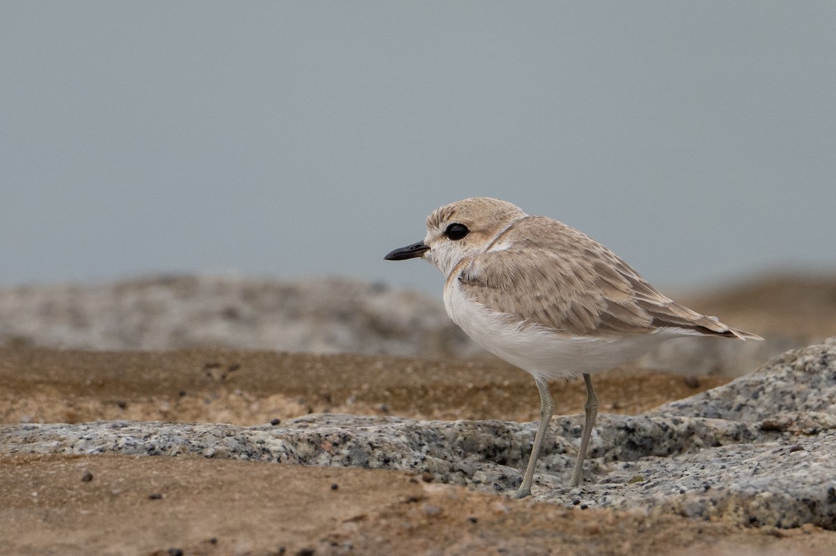 Malaysian Plover - ML646222626