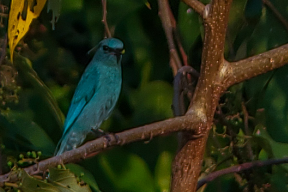 Verditer Flycatcher - ML646222627