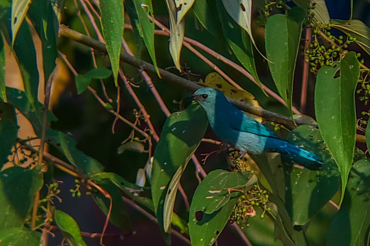 Verditer Flycatcher - ML646222628
