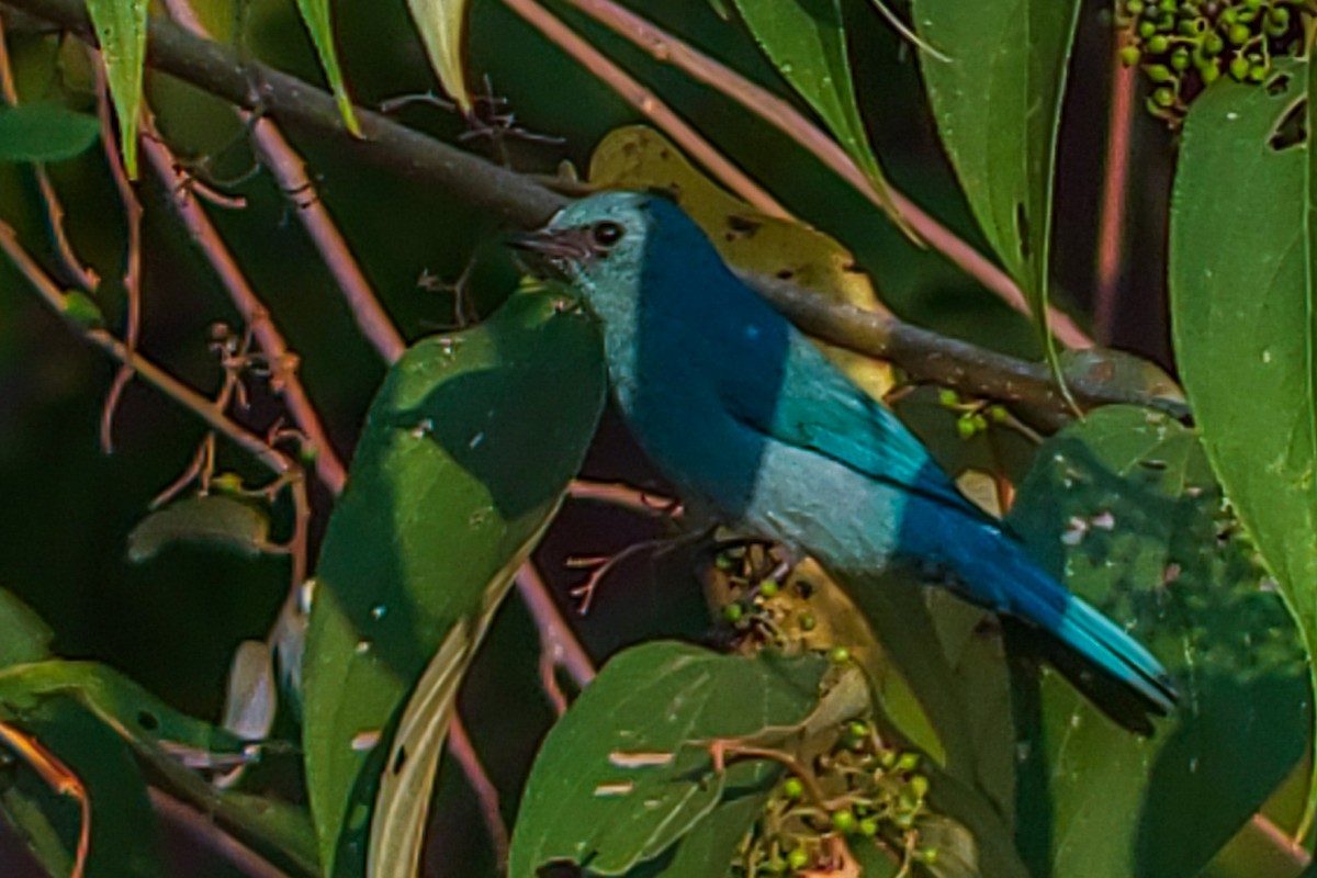 Verditer Flycatcher - ML646222629