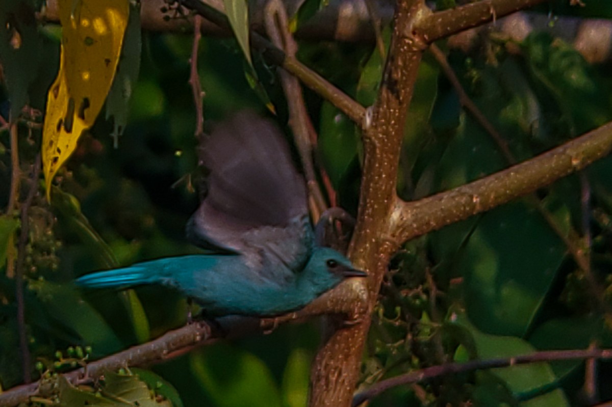 Verditer Flycatcher - ML646222630