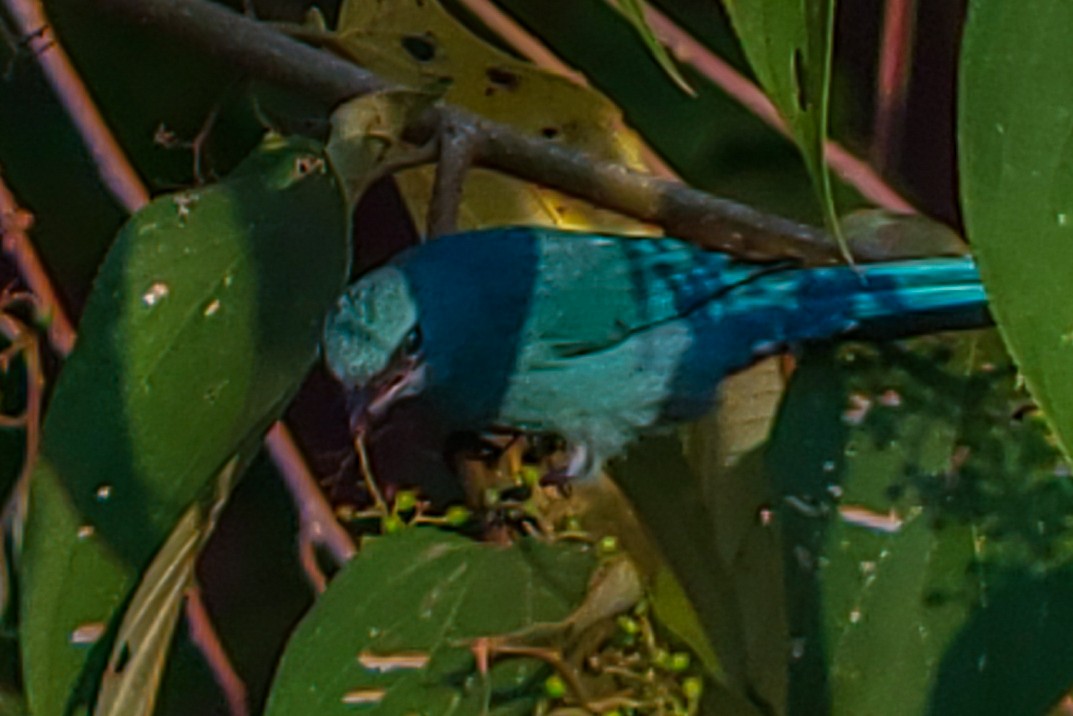 Verditer Flycatcher - ML646222631