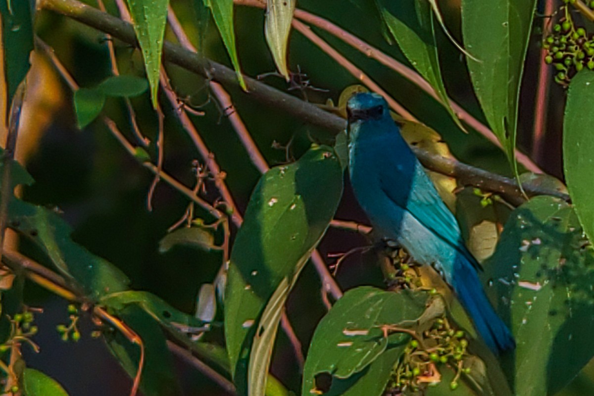 Verditer Flycatcher - ML646222632