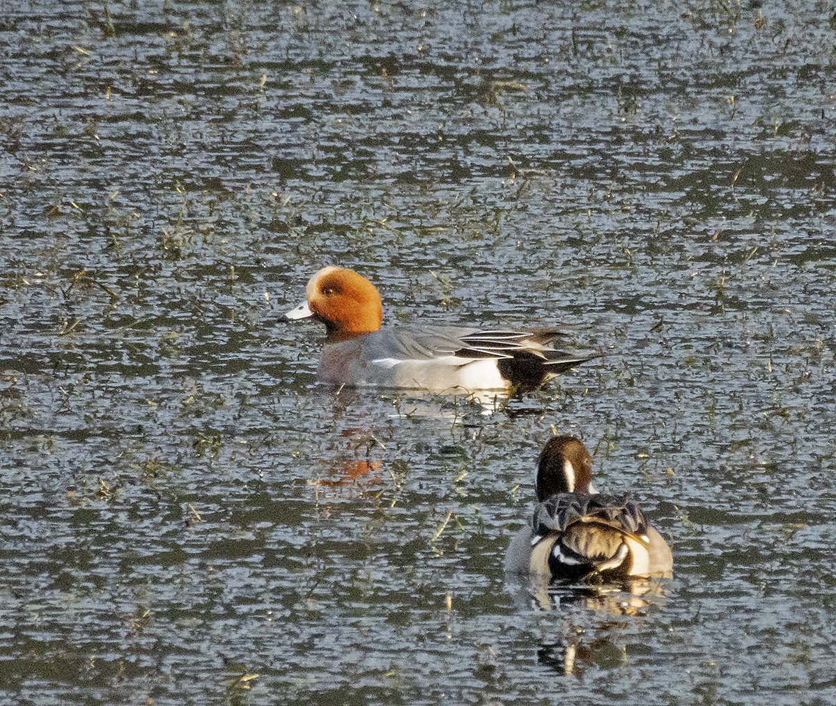 Eurasian Wigeon - ML646222635
