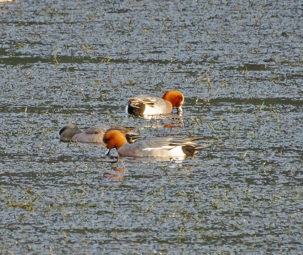 Eurasian Wigeon - ML646222636