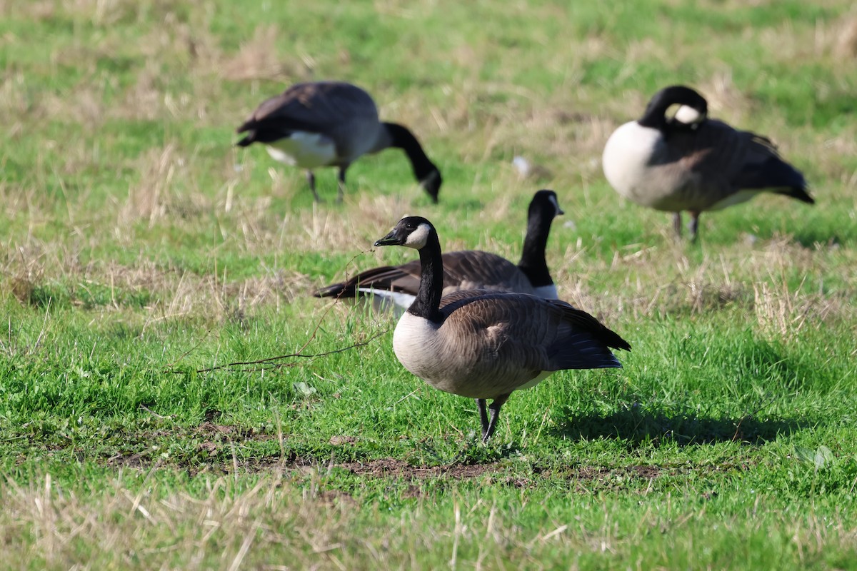 Canada Goose - ML646222640