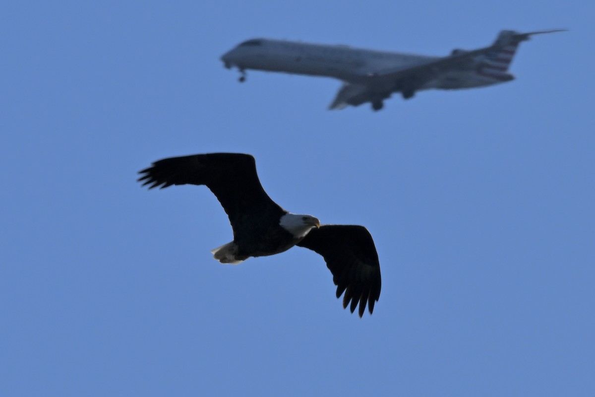 Pygargue à tête blanche - ML646222643