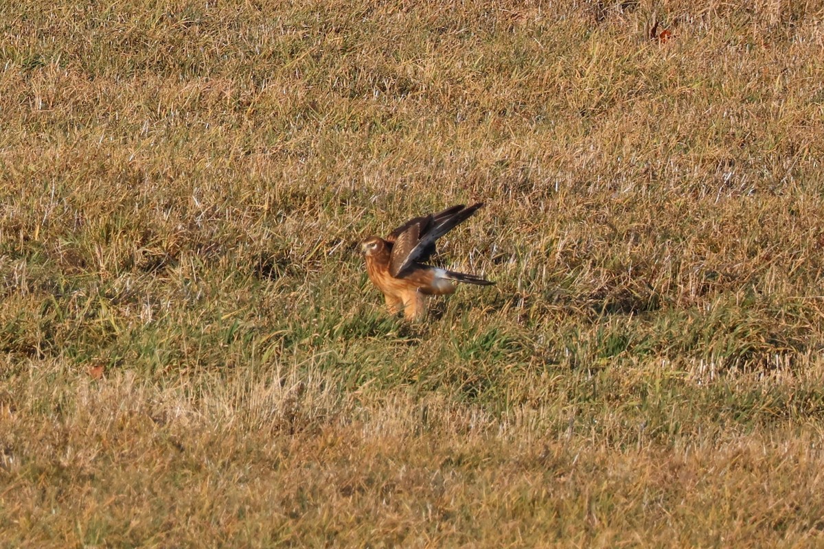 Northern Harrier - ML646222647