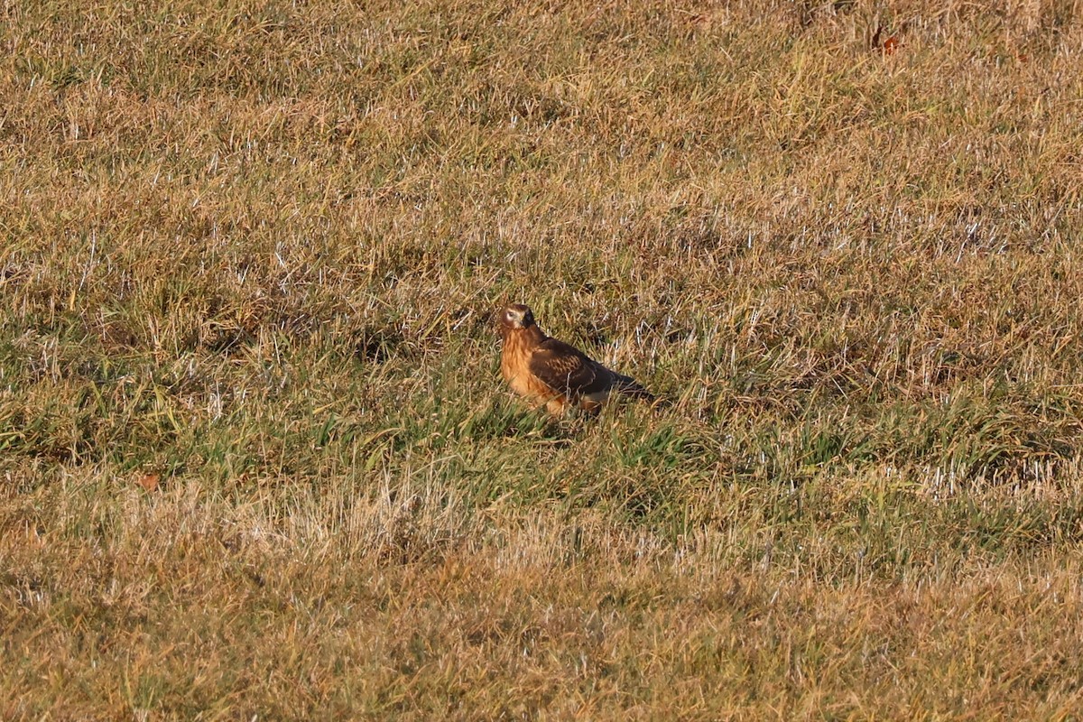 Northern Harrier - ML646222648