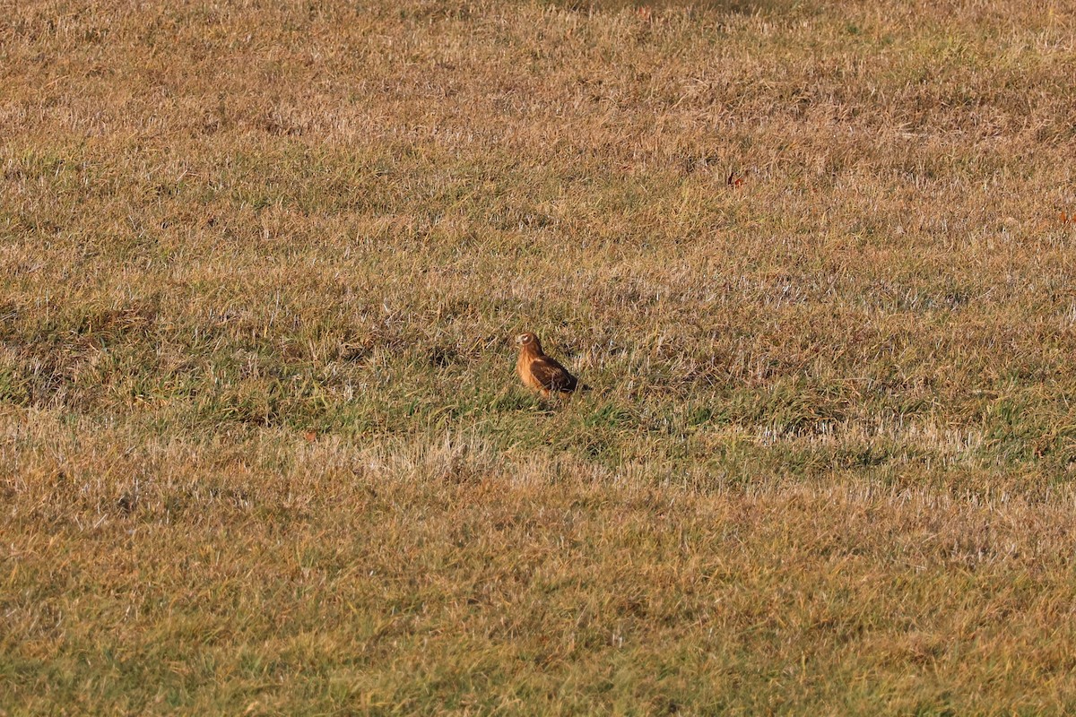 Northern Harrier - ML646222649
