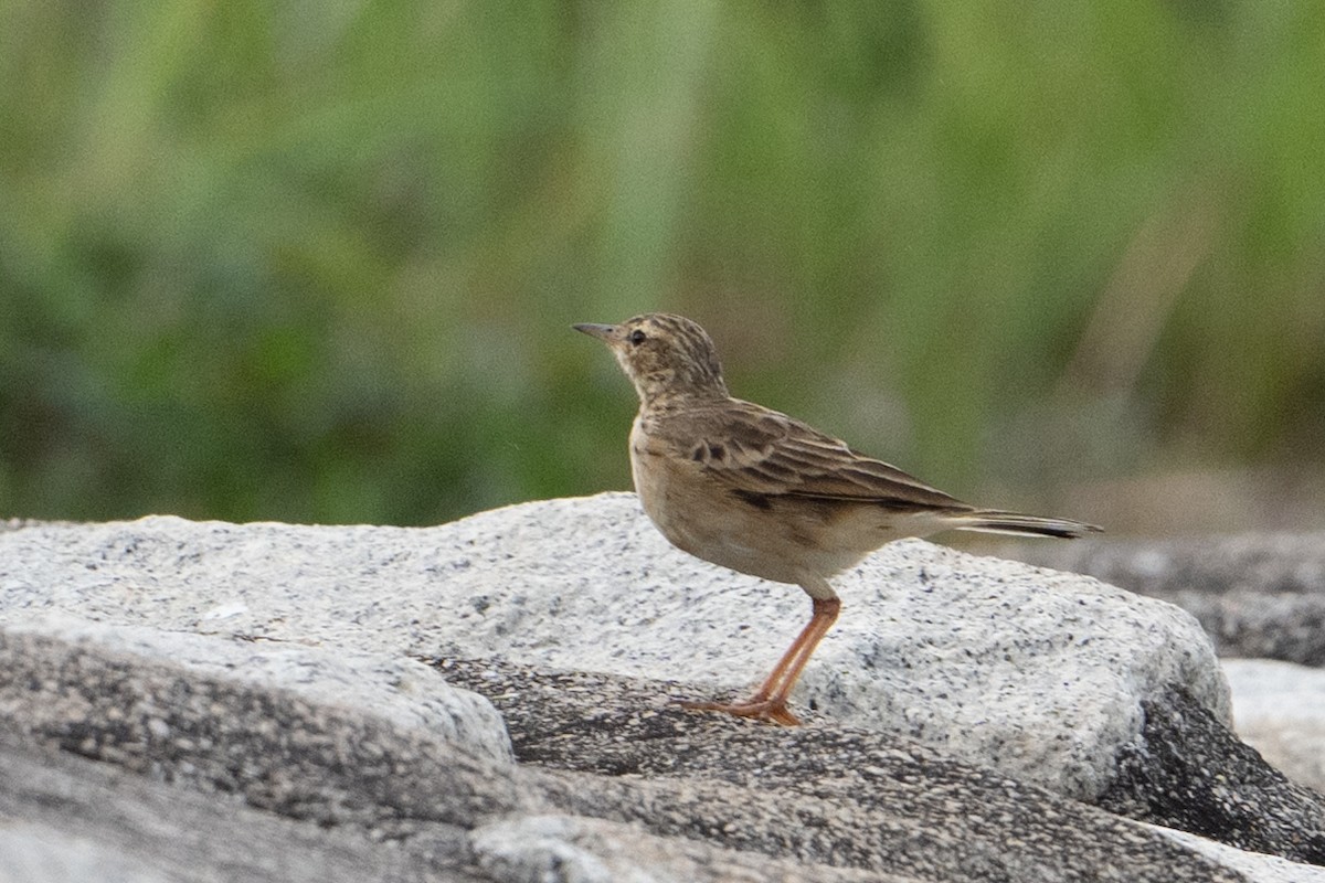 Paddyfield Pipit - ML646222651