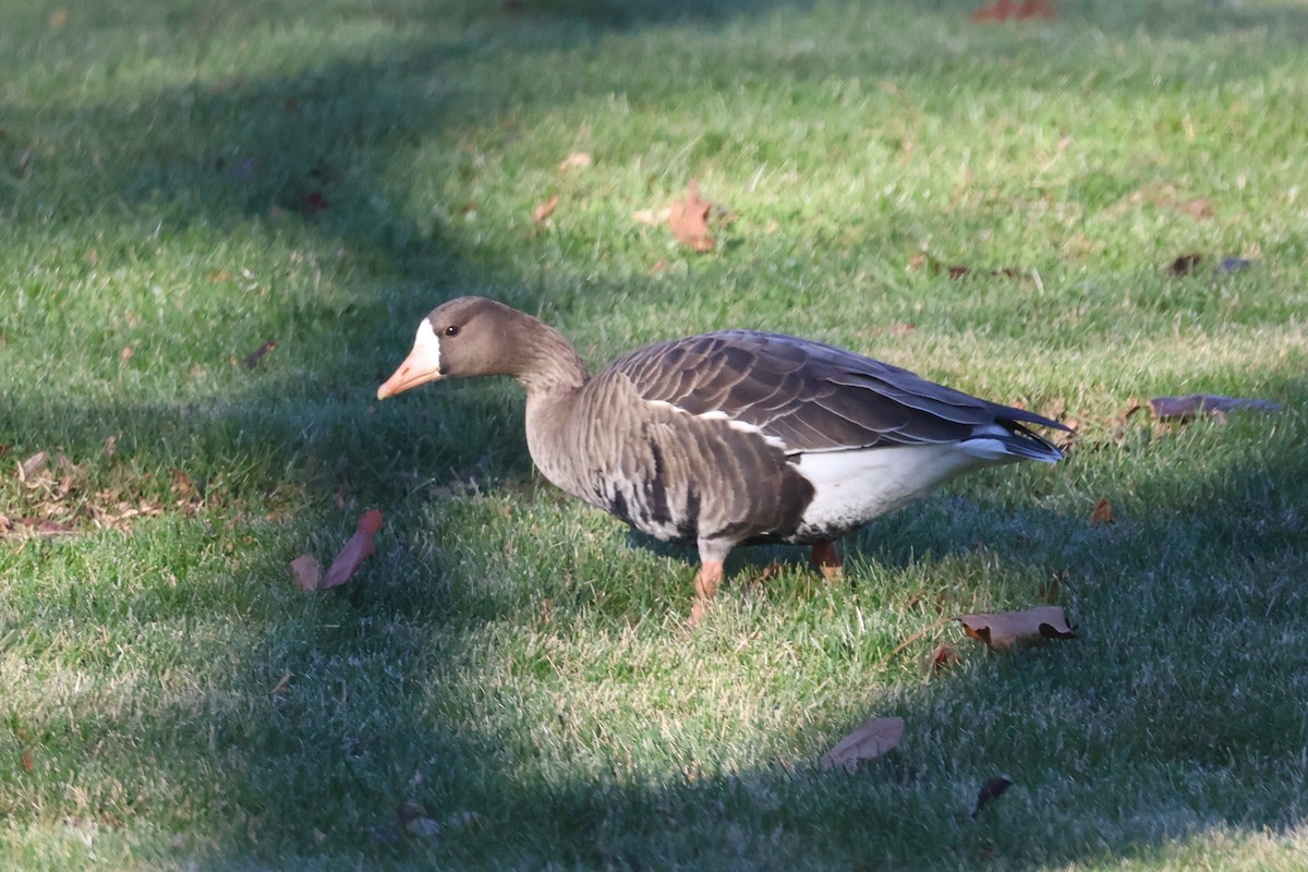 husa běločelá - ML646222655